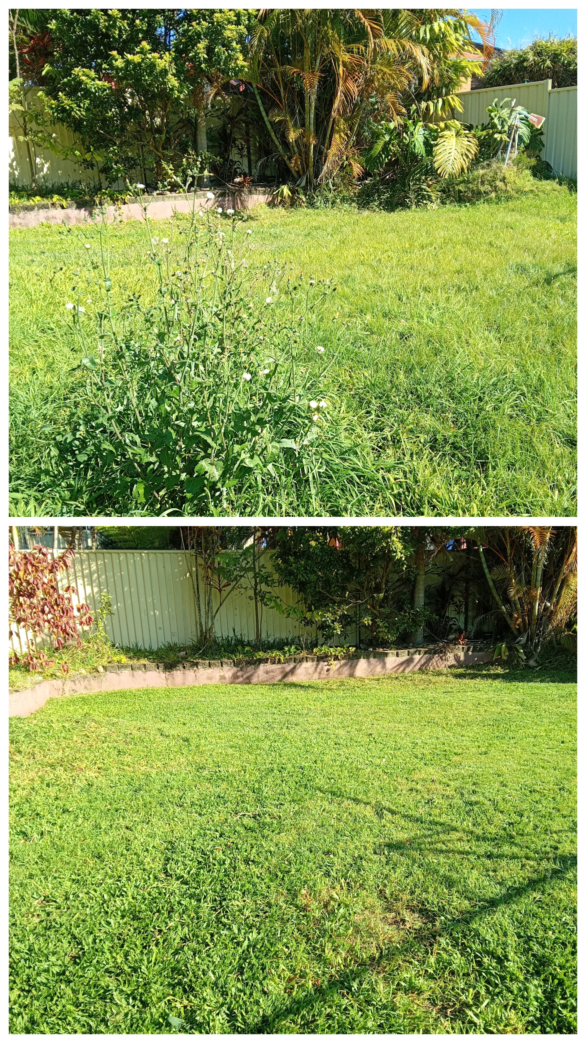 Overgrown lawn transformed after mowing in Toormina